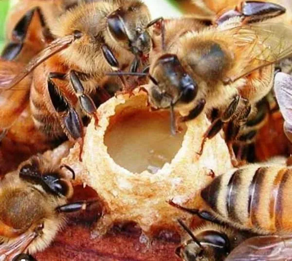 خرید ژل رویال زنبورعسل با قیمت استثنایی